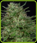 Don Green Crack - Don Avalanche Seeds