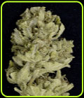 Don Lemon Glue - Don Avalanche Seeds