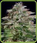 Don Megalodon - Don Avalanche Seeds
