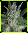 Don OG Kush Auto - Don Avalanche Seeds