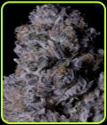 Don Purple Dick - Don Avalanche Seeds
