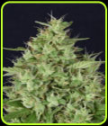 Don Star Dawg - Don Avalanche Seeds