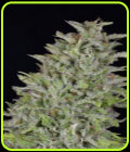 Don Wedding Cake - Don Avalanche Seeds