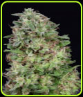 Don White Widow - Don Avalanche Seeds