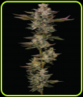 Donutz - Humboldt Seed Company