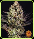 Dos Si Dos 33 - Barneys Farm Seeds