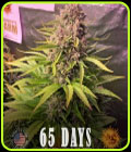 Dos Si Dos Auto - Barneys Farm Seeds
