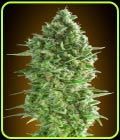 Dos-Si-Dos Cookies - OO Seeds