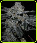 Dosi Cookies - BC Bud Depot