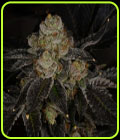 Dosidos #22 F2 - Archive Seeds