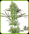 Double Banana Kush - White Label Seeds