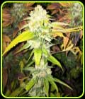 Double Banana Sherbet - The Plug Seedbank