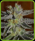 Double Black - G13 Labs Seeds