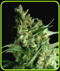 Double Bubbleberry - Sagarmatha Seeds
