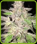 Double Caked Candy - DankHunters Seed Co