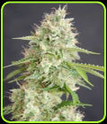 Double Cream - Cream of the Crop