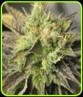 Double Diesel Ryder - Sagarmatha Seeds