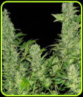 Double Dutch - Serious Seeds
