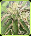 Double Funk - Karma Genetics