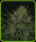 Double Glock - Ripper Seeds