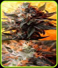 Double Kush - Delta 9 Labs Seeds
