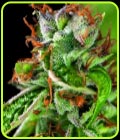 Double OG Haze - Pyramid Seeds