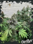 Double Scoop - ElevenThirty Genetics