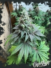 Double Scoop Auto - ElevenThirty Genetics