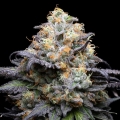 Double Sherb - Cookies Seed Bank