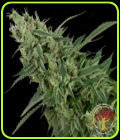 Double Tangie Banana - Crockett Family Farms