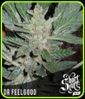 Dr Feelgood - Short Stuff Seeds