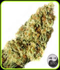 Dr Greenthumbs Em-Dog - Humboldt Seed Organisation