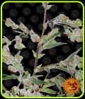 Dr Grinspoon - Barneys Farm Seeds