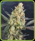 Dr Kush - Freedom of Seeds