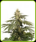 Draco Mango - Hero Seeds