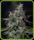 Dready Berry - Dready Seeds