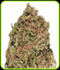 Dream Machine - Heavyweight Seeds