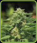 Dream Queen - Humboldt Seed Company