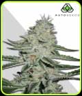 Dreamberry - Auto Seeds