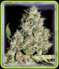 Dubble Bubble - Garden of Green