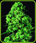 Dulce de Leche - VIP Seeds