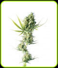Durban - Sensi Seeds
