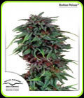 Durban Poison - Dutch Passion Seeds