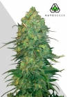 Durban Poison Auto - Auto Seeds