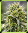 Durban -Thai x C99 - Brothers Grimm Seeds
