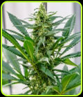 Durban x C99 - Brothers Grimm Seeds