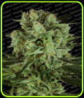 Durga Mata 2 CBD - Paradise Seeds