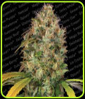 Dutch Kush - Paradise Seeds