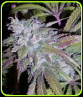 Dynamite Automatic - Next Generation Seeds