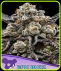 EPIC BUZZ - Anesia Seeds